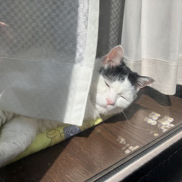ゆきぴこさん