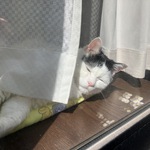 ゆきぴこさん