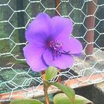 金沢のすーさんさん