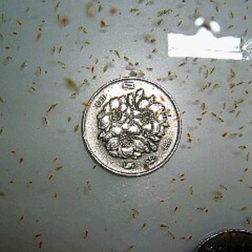 大持富金王さん