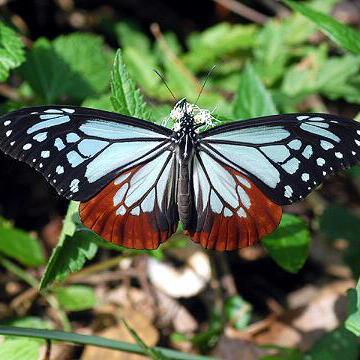 がんさん４さん