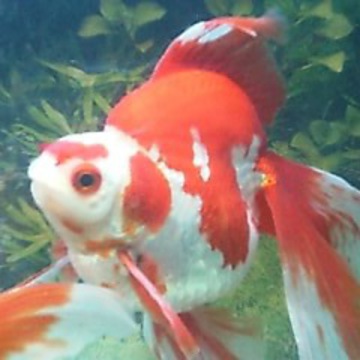 ジェスターさん