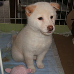 saltpicklesさん