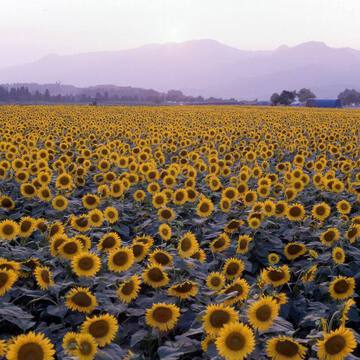 クラシックさん