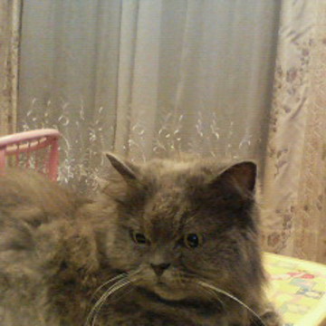 がんばれタイガースさん