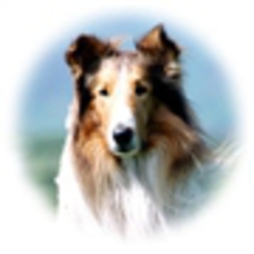 ラッシー▼・ｗ・▼さん