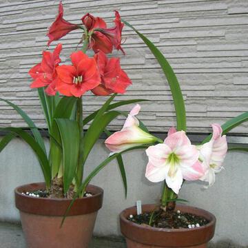 ドラゴン03さん