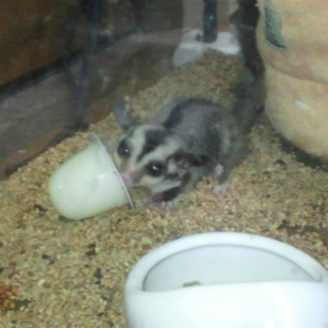 FXちゃか(モモンガ・モモチャカ）さん