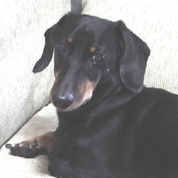 ブラック＆タンさん