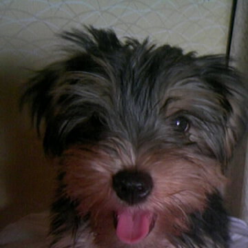 mickey_auc2008さん