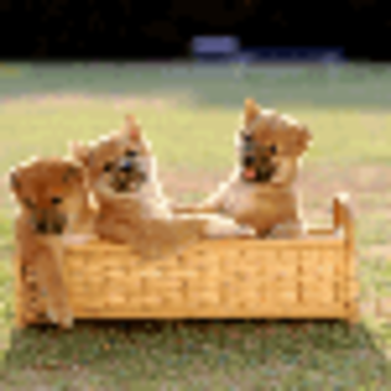 まさウッズさん