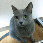 ｺｺまるさん