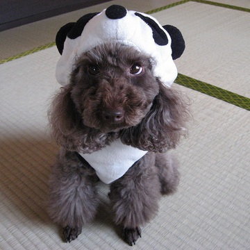 うさのすけさん