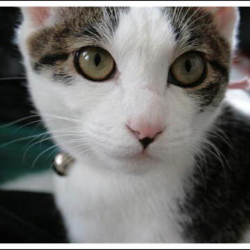 ぷちねこぷりんさん