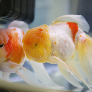 あしたあしたさん