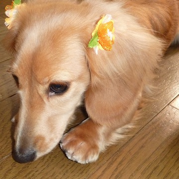 しくじり先生さん