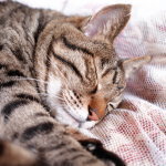 猫３号さん