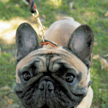 ドルペッグさん