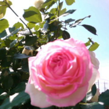 レイチェル2さん