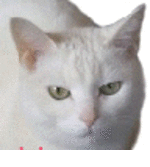 猫mimiさん