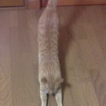 ﾄﾚさん