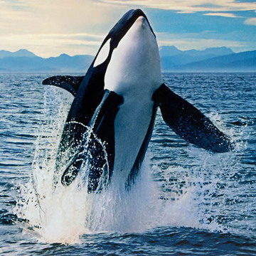 逆叉おるかさん