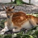 もでさん