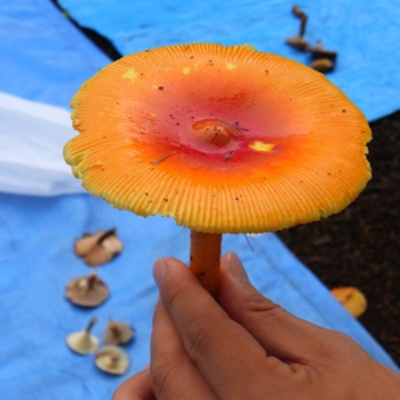 トンカチミカンさん