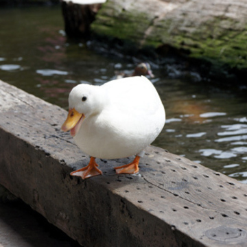 pon*onp*ko*inoさん