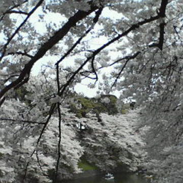 FPウィリーさん