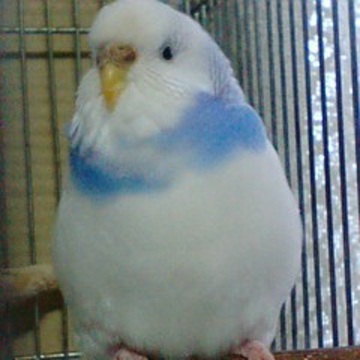 Quu and Chibibiさん