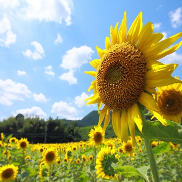 たごさくあきらさん
