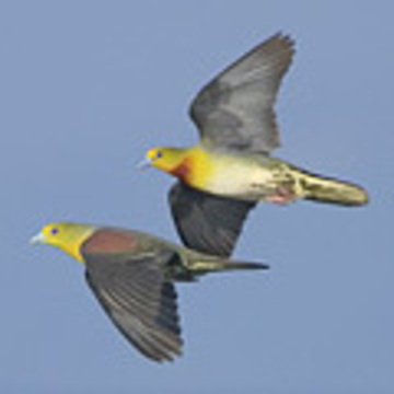 カメラマンさん