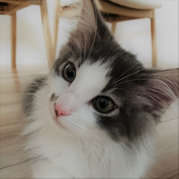 ちゃーりーーーさん