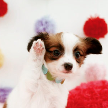 トリプルアクセルさん