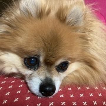 ココアママさん