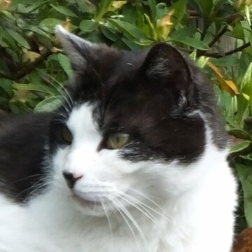  うっかり七兵衛さん