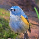 karaムクドリさん