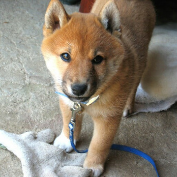 Yoshiyuki Uenoさん