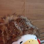 zoanthusさん