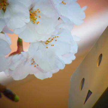 チャンはるさん