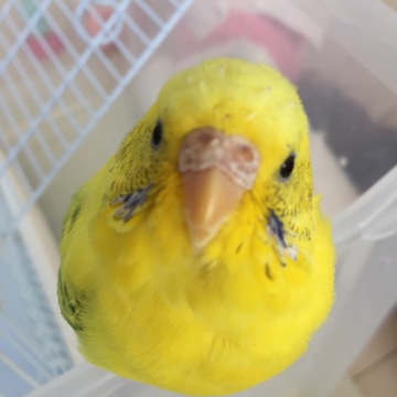 幸せの黄色い鳥さん