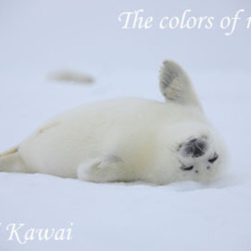 Shoko Tsuchiyamaさん