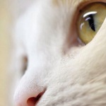 ころんぼさん