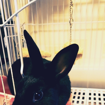 おれおらいさん