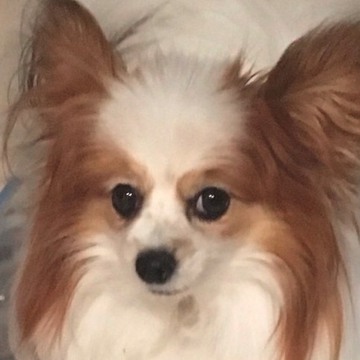 くらさんじゃぱんさん