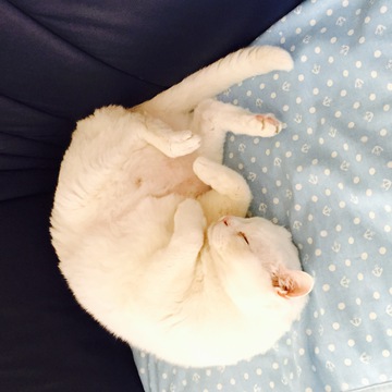 ロナザウルスさん