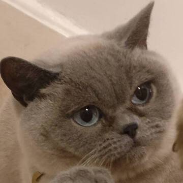 シャオシャオさん