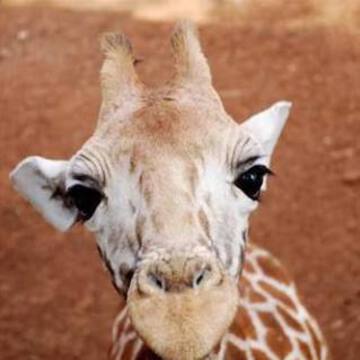 Swimmy Giraffeさん