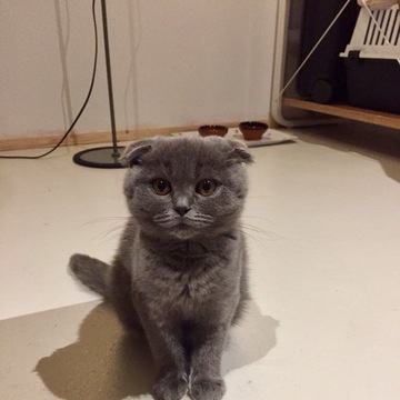 プレシオシさん